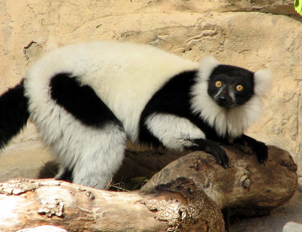 B&W Ruffed Lemur Taken at the San Antonio Zoo Karen Flickr
