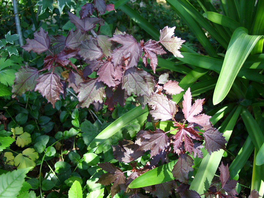 Hibiscus acetosella Maple Sugar cultivar contrasts with ??? Flickr