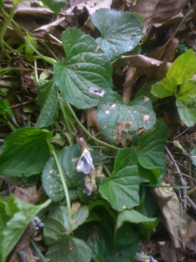 Common White Violet Flowers dying Leaves senescence Frui… fdean2 Flickr