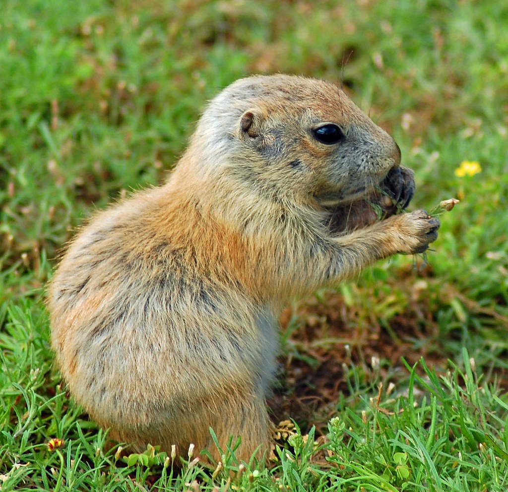 Baby Prairie Dog eating flower Mike D Flickr