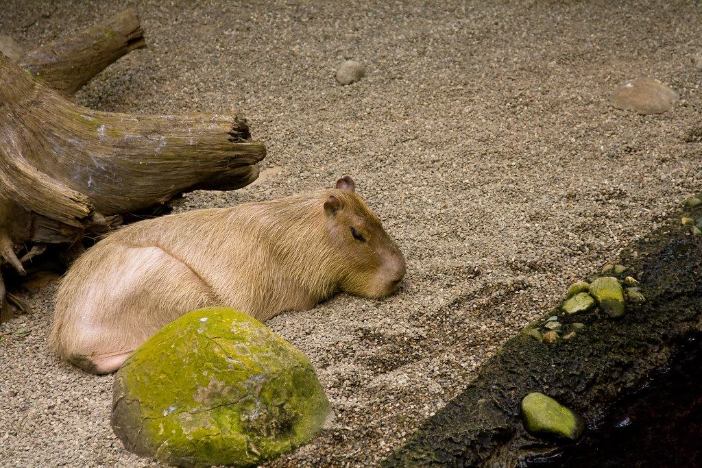 Capybara (a big guinea pig?) Montreal Biodome View at La… Flickr