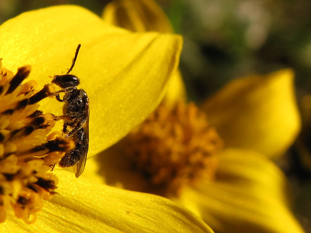 Tasmanian bees Flickr