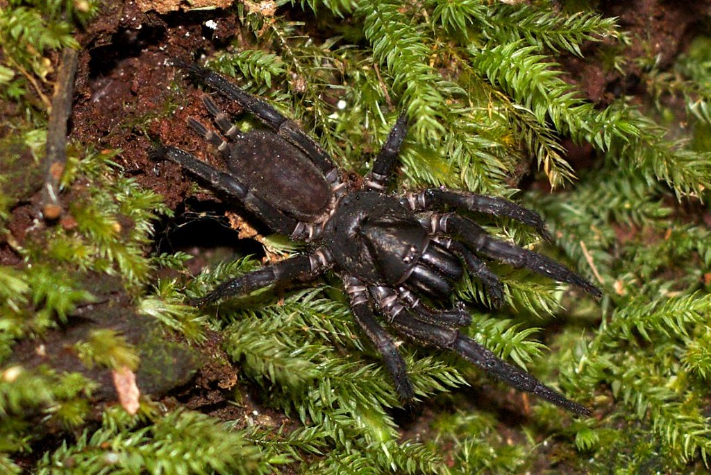 Trapdoor Spider Photo taken in Springbrook, Qld. Exposure… Flickr