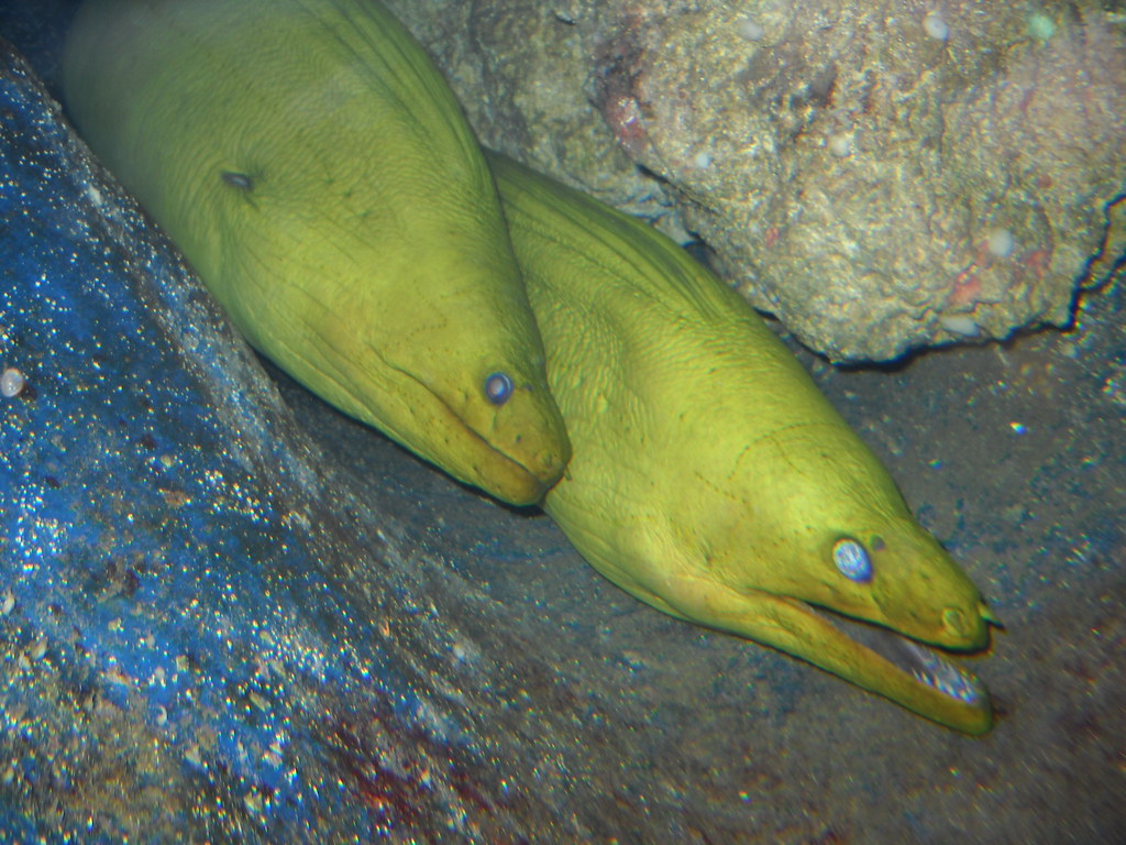 DSCN0038 A pair of Green Moray Eels, Key West Aquarium, Fl… Flickr