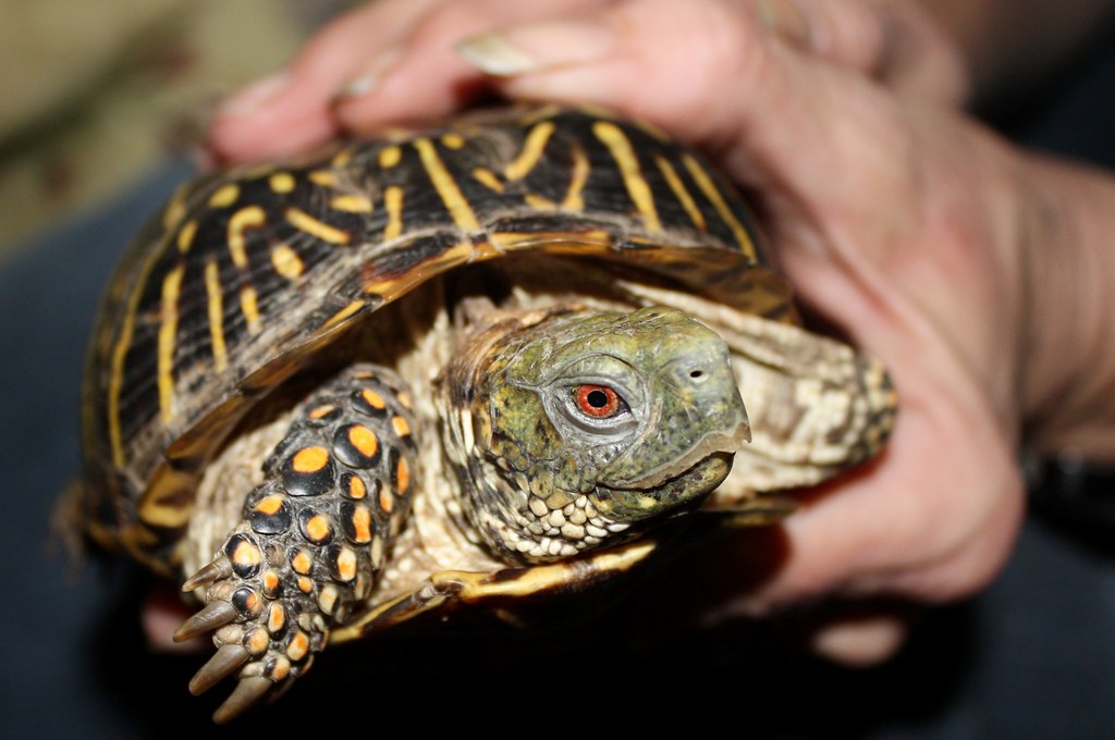 New Ornate Box Turtle 3 Denver has a new friend! This is … Flickr