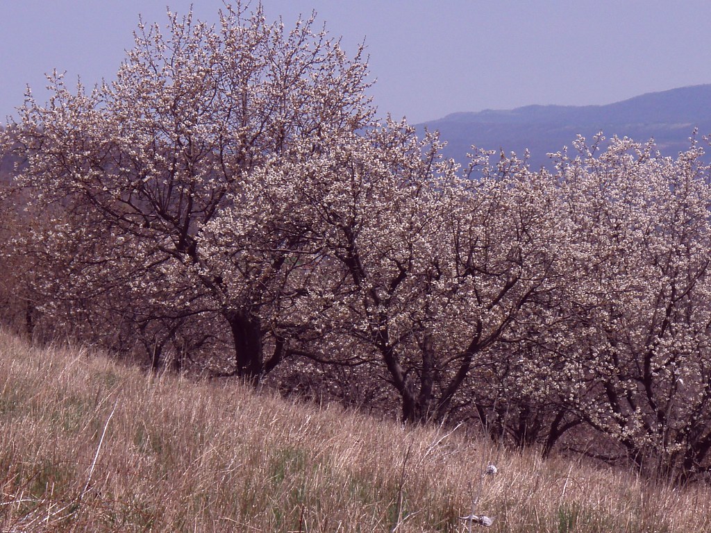 Waxler25 Waxler Road, Between Short Gap, WV. And Keyser, W… Flickr