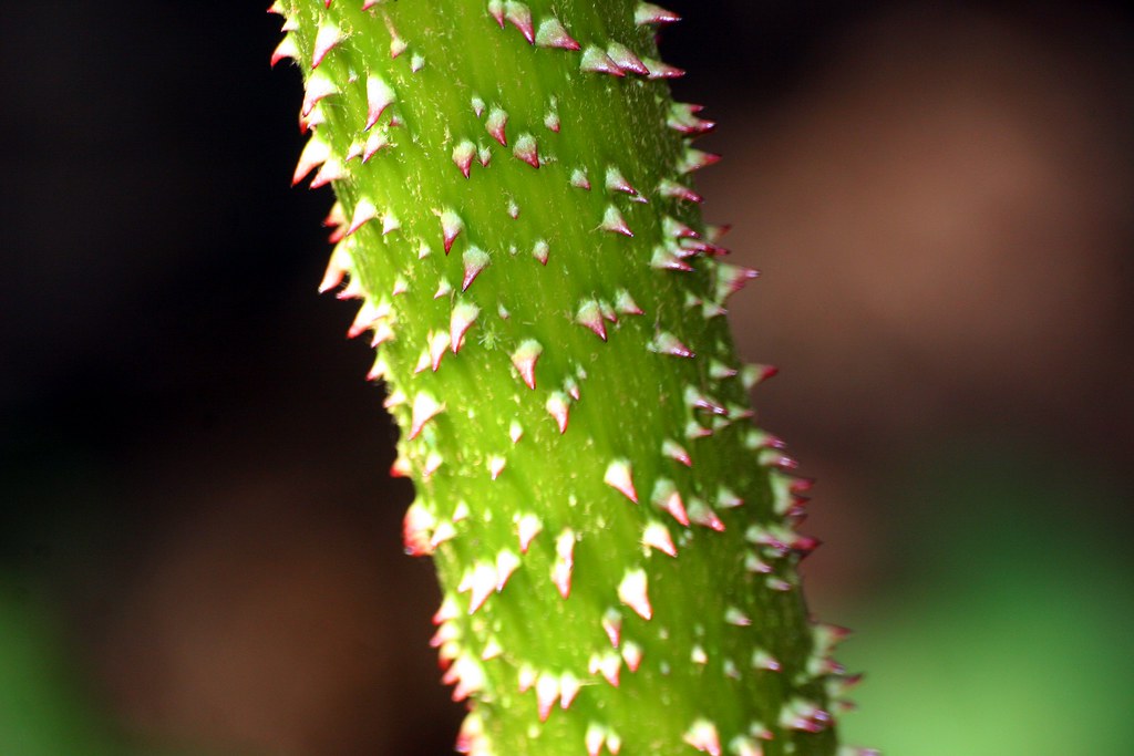 Spikes The green stem of a flower in the Botanical Gardens… Flickr