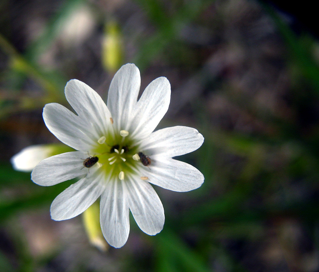 flower2 Shannon Jack Flickr