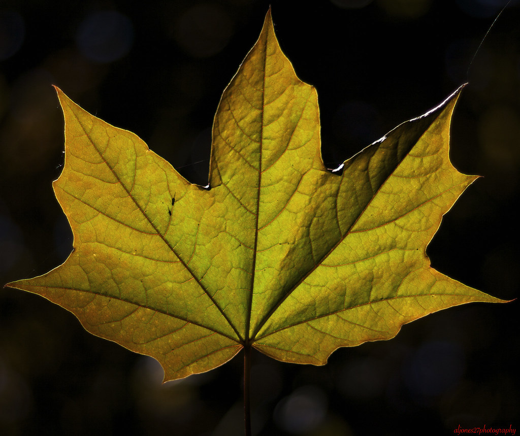 Sycamore Leaf Sycamore Leaf Al Flickr