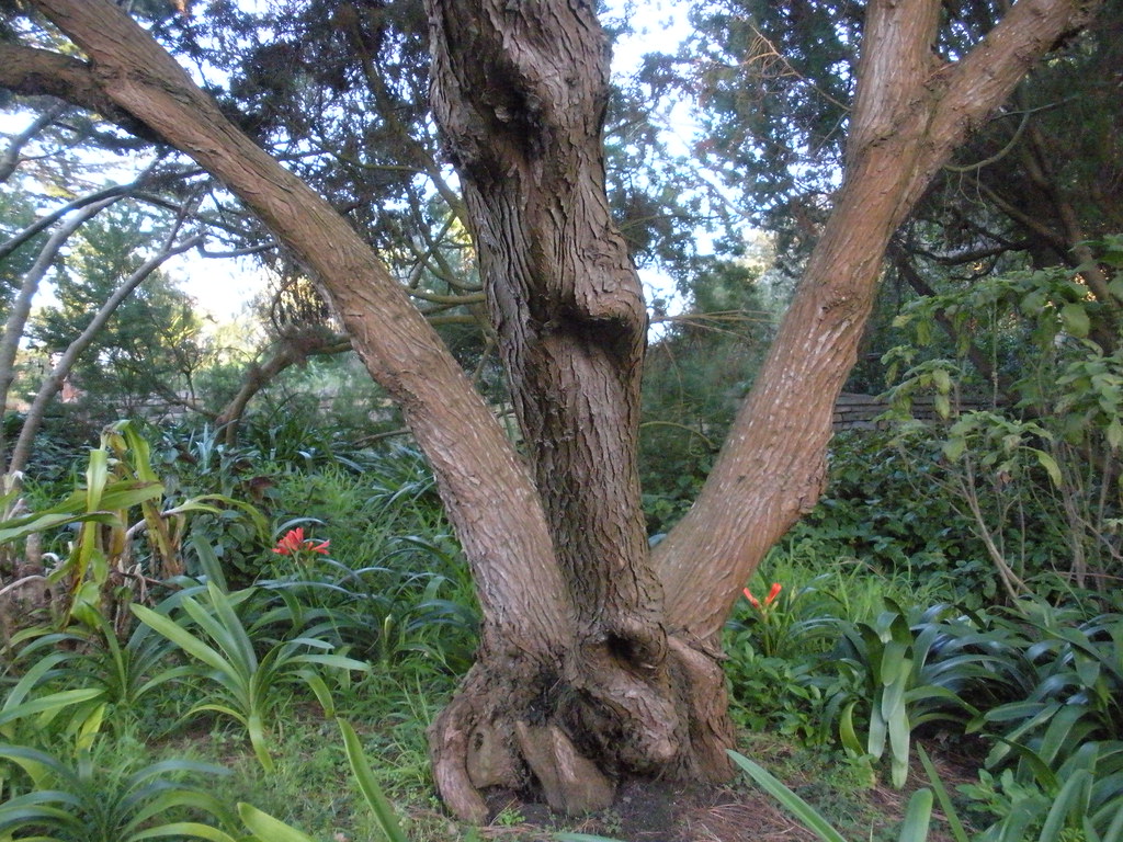 "Cape Cedar" Widdringtonia cedarbergensis Clanwilliam … Flickr