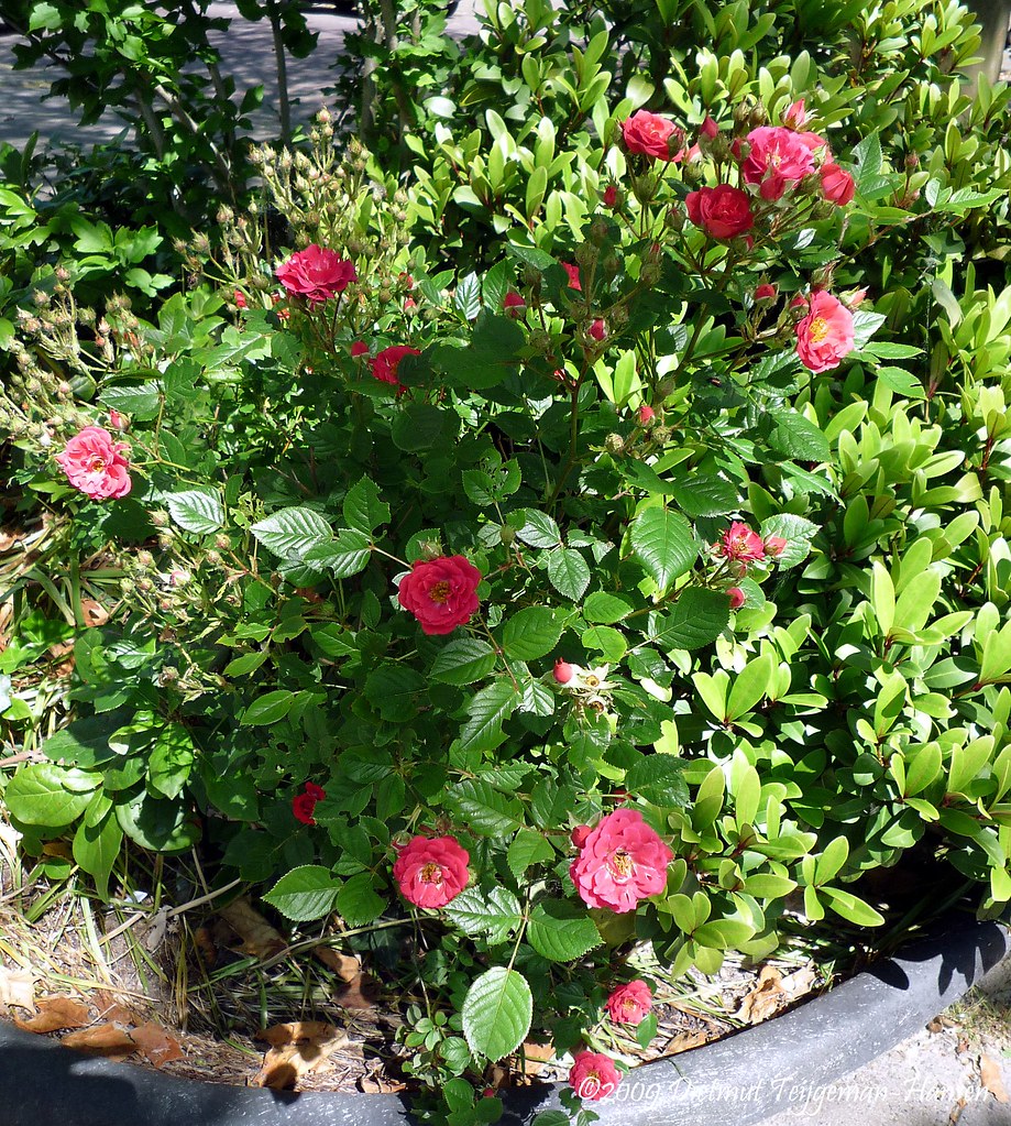 rozenstruik / rosebush Dietmut TeijgemanHansen Flickr
