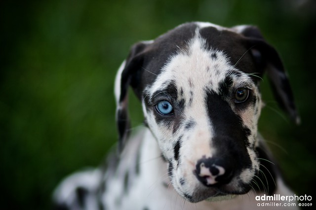 23+ Harlequin Great Dane With Blue Eyes l2sanpiero
