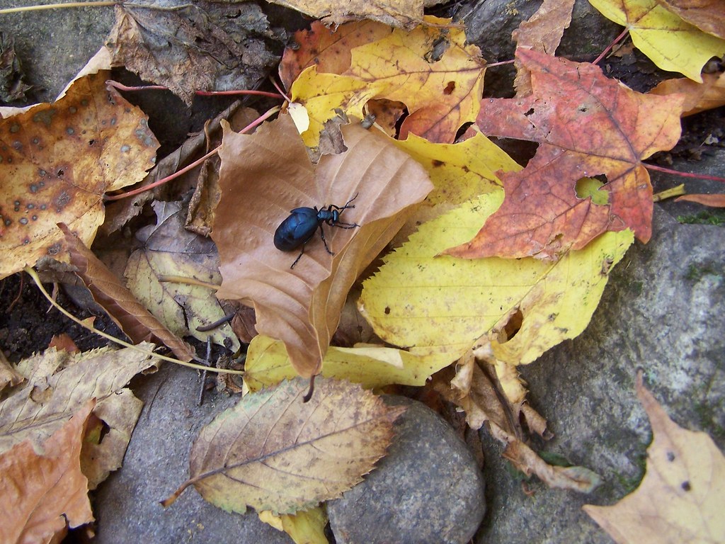 Bebitte!! Sentier Mestashibo, StFerréollesNeiges (Québe… Louis