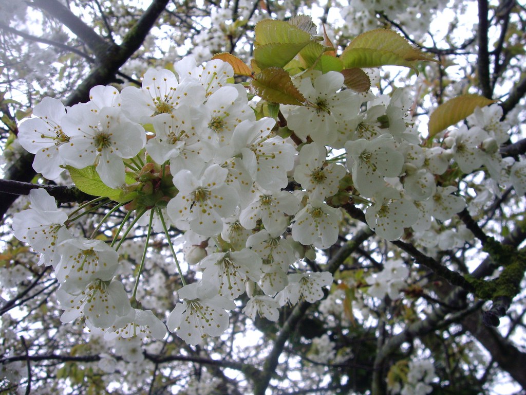 White cherry blossom Leimenide Flickr