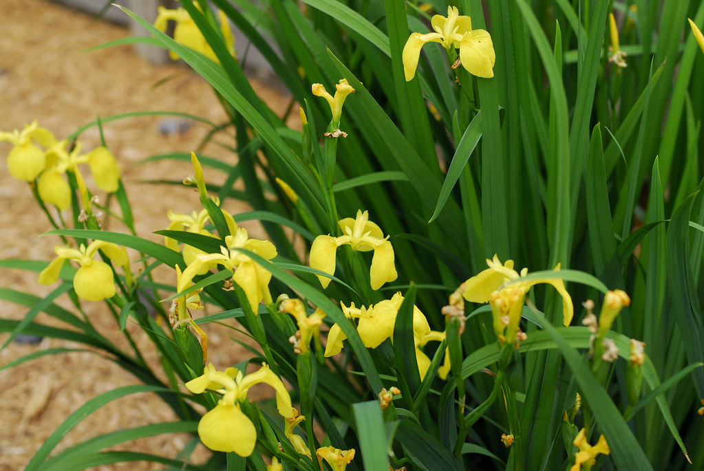 Flowers in Augusta Flowers in Augusta, marantzer Flickr