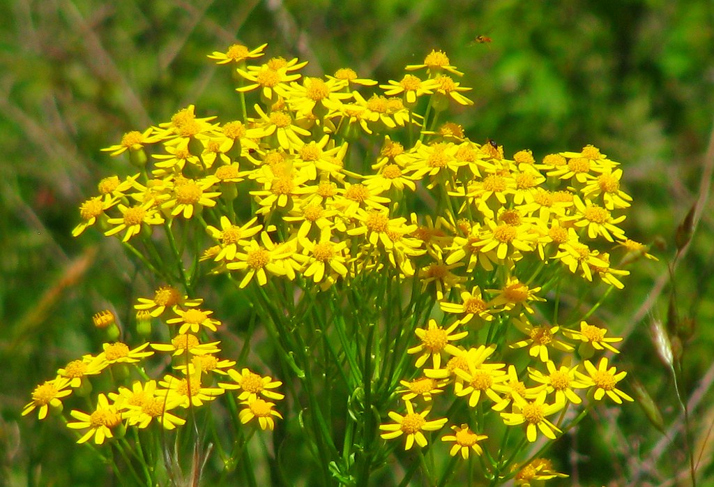 Yellow Weed? Flower? Carolina Willow Flickr