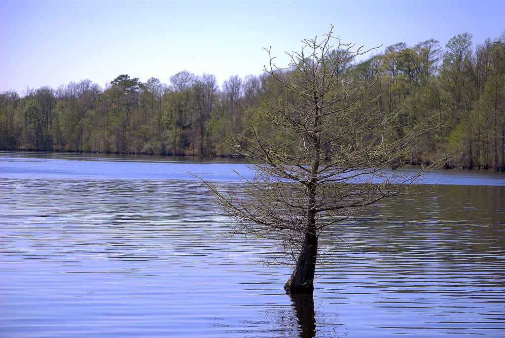 Lake Drummond Great Dismal Swamp Suffolk Virginia … Flickr