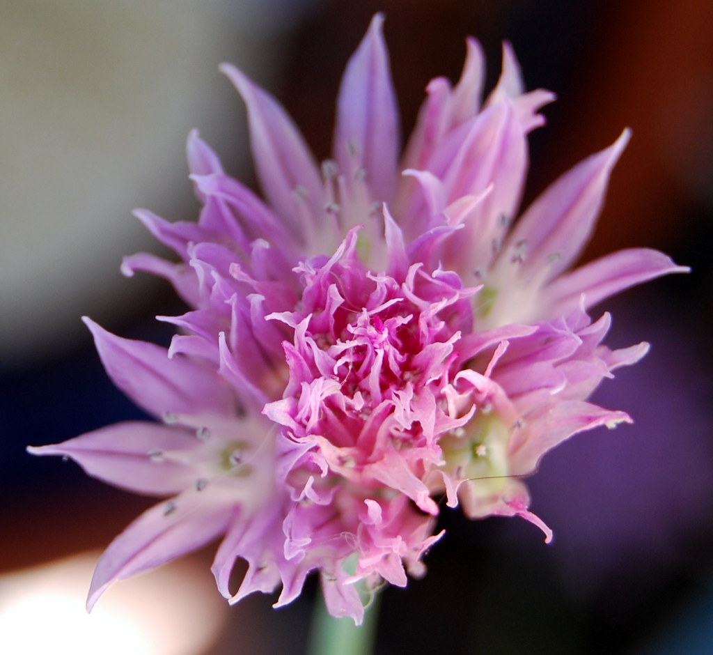 Chive flower Delicate little flower on my chives ) Think … Flickr