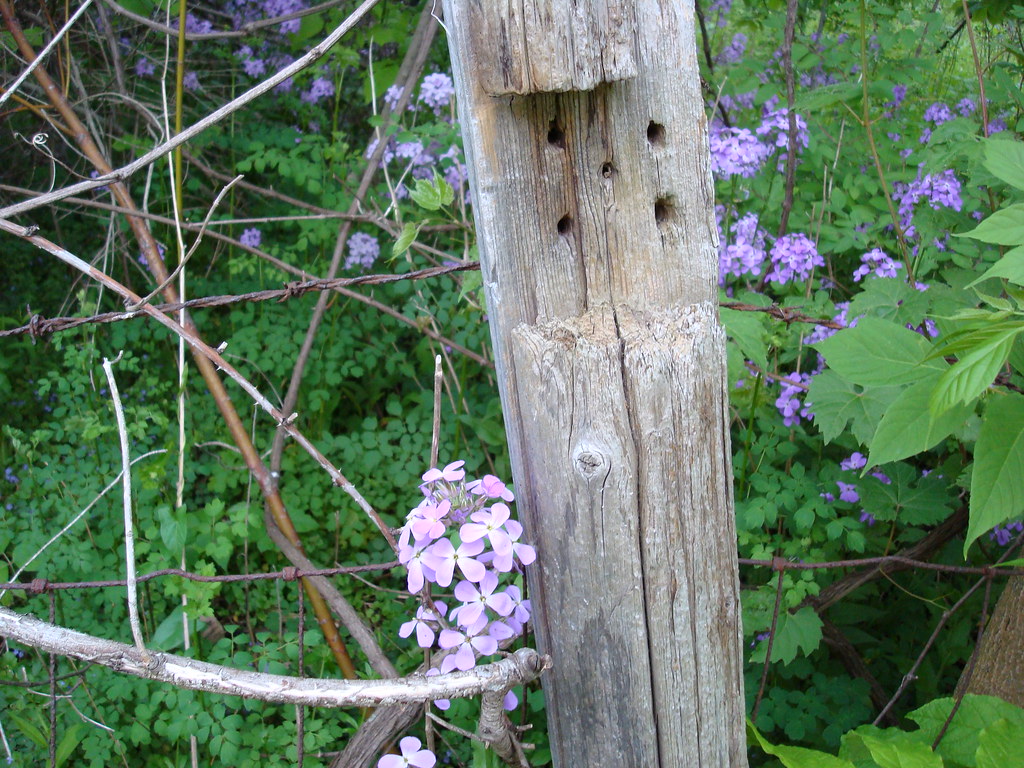 fence post purple flower Billy Allor Flickr