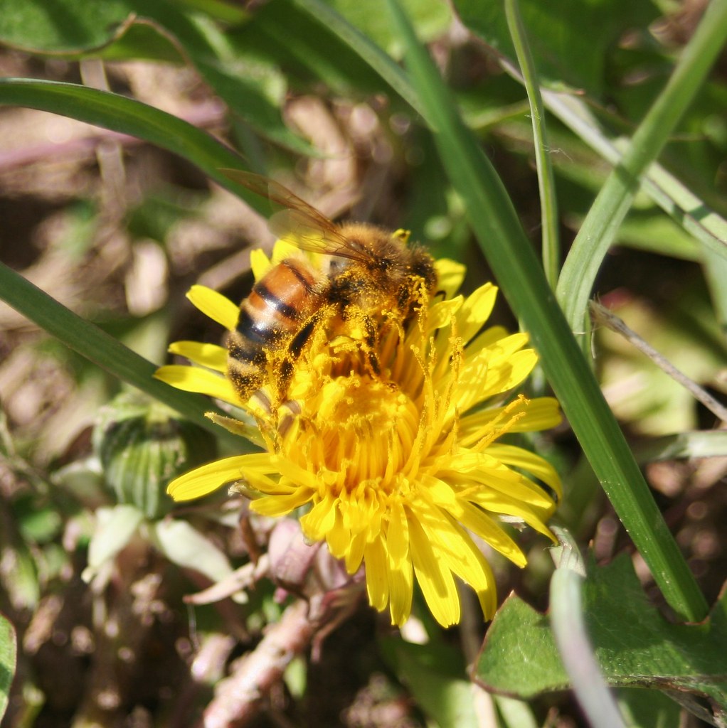 i eat bee pollen and it is a wonderful, perfect food. Chrishna Flickr