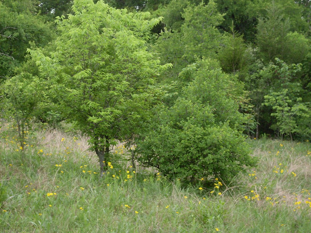 May 2, Arbor Hills Nature Preserve Wildflowers and small t… Flickr