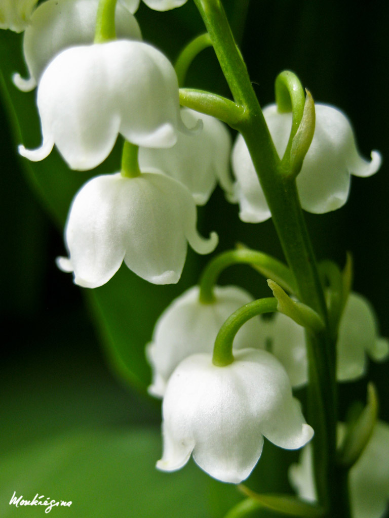 Scent of May Senteur de mai Muguet Lily of the Valley … Flickr