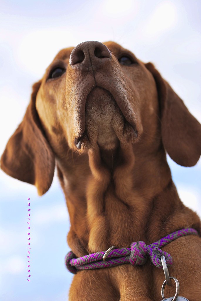 knot a collar I decided it was time for a wardrobe change … Flickr