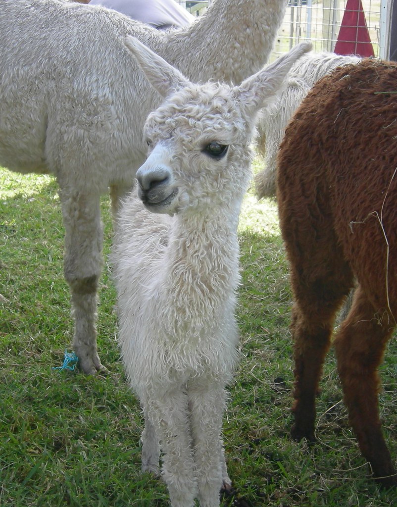 cria baby alpacas are called cria Alison Clark Flickr