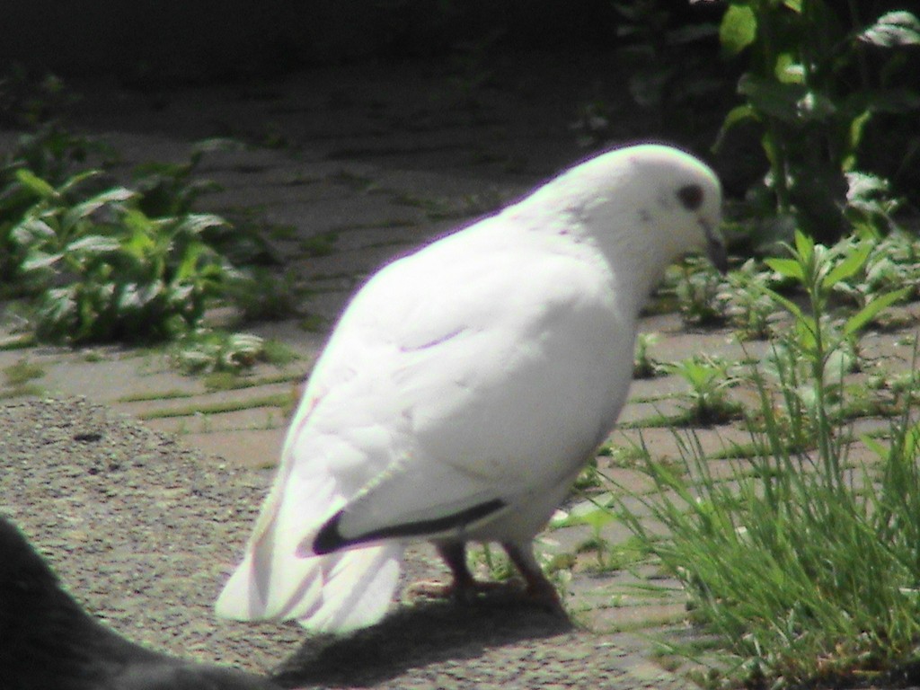 Are White Pigeons Rare Pigeon Villa