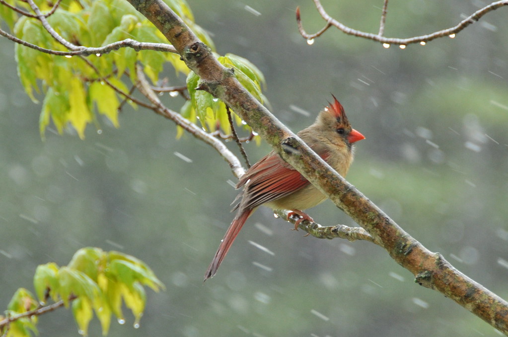 DSC_0080 April snow, Putney, Vermont USA Putneypics Flickr