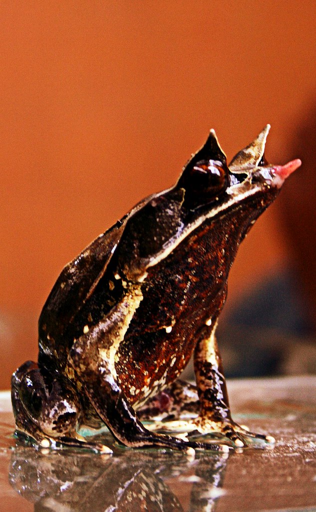 proudy Malayan Horned Frog Southeast Asia Frogs The Malaya… Flickr