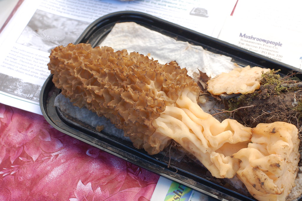 Morels at the Mountain Mushroom Festival in Irvine, Kentuc… Flickr