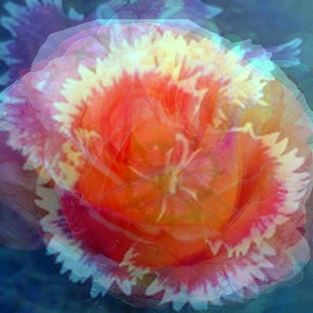 Flowers for Anne This is a processed blend of some of the … Flickr