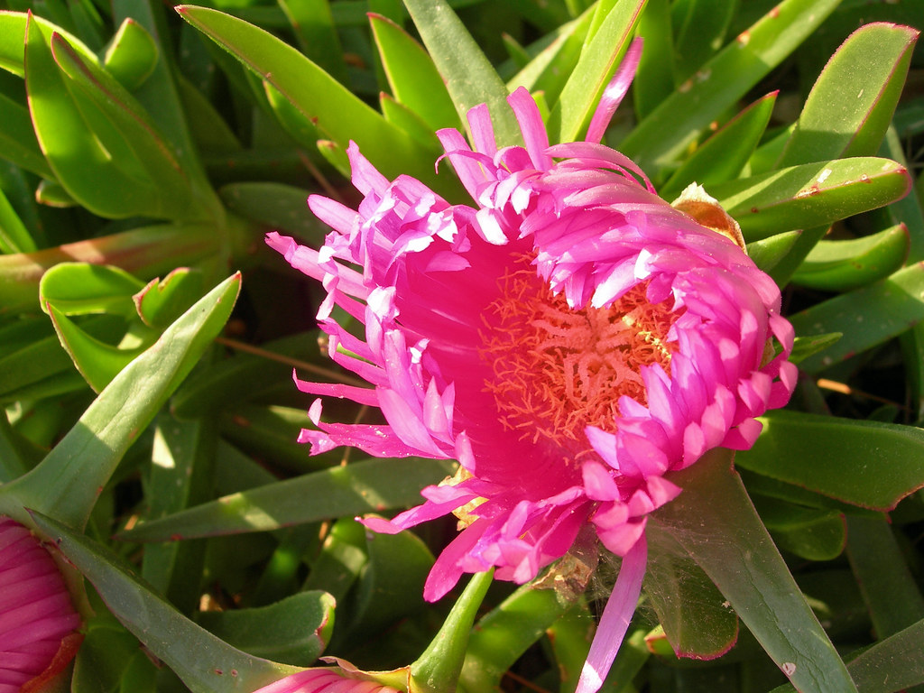 Plants in Turkey (set), part of the Grand Tour of Turkey … Flickr