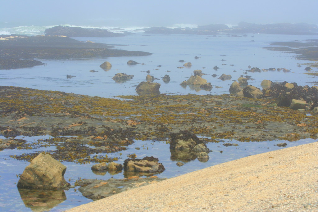 Moss Beach A look at the tidepools at Moss Beach. It was a… Flickr