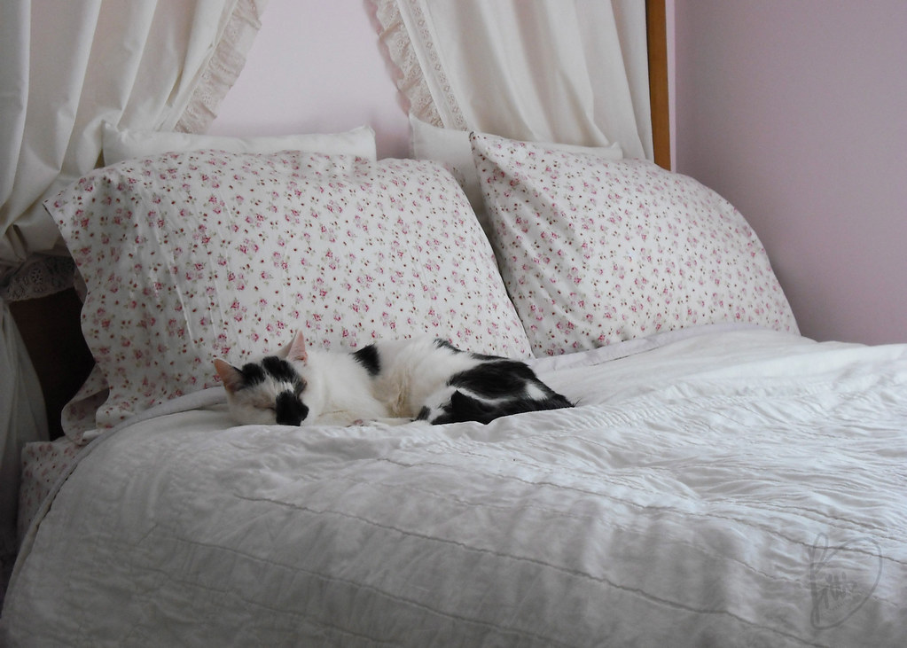 1/365 my cat on my bed right after i made it for a showing… Flickr