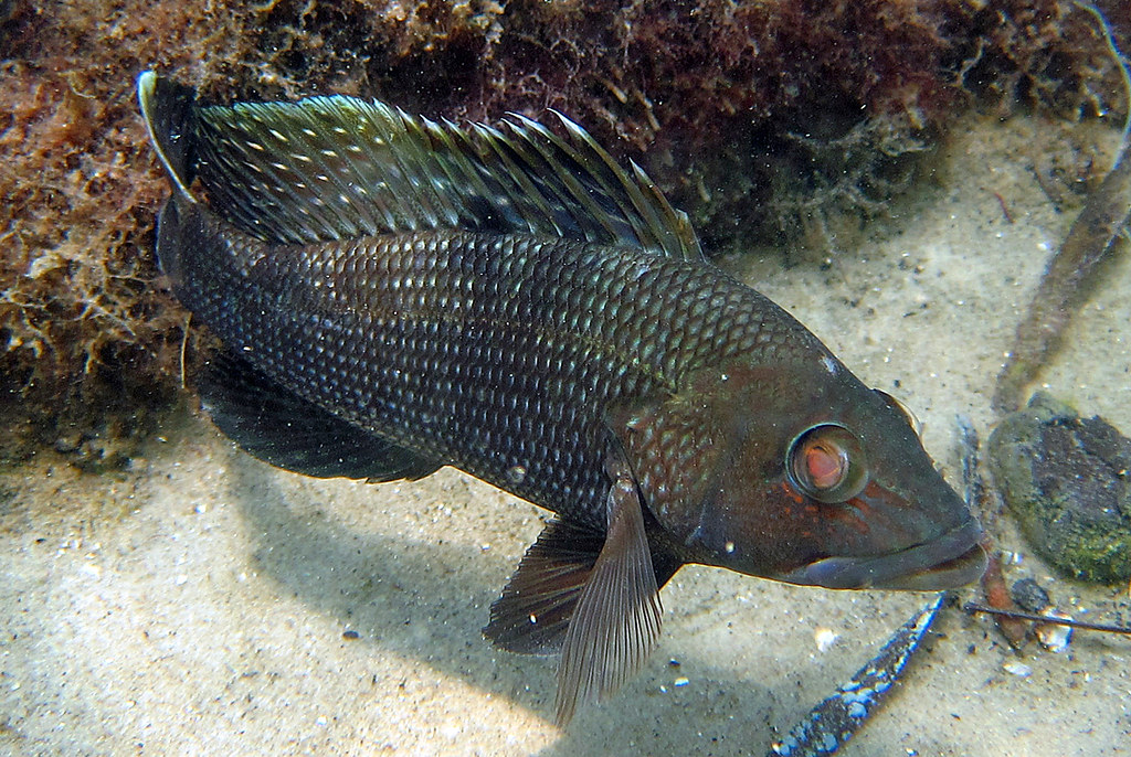 Black Sea Bass Florida