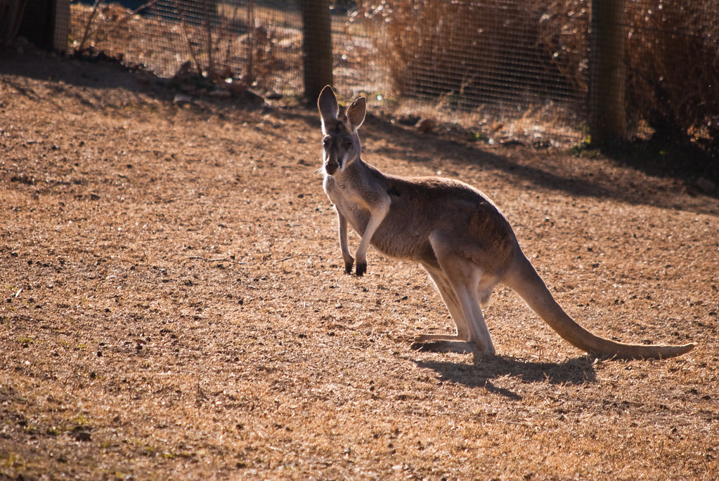 Kangaroo Springfield MO Zoo this trip was also cold and … Flickr