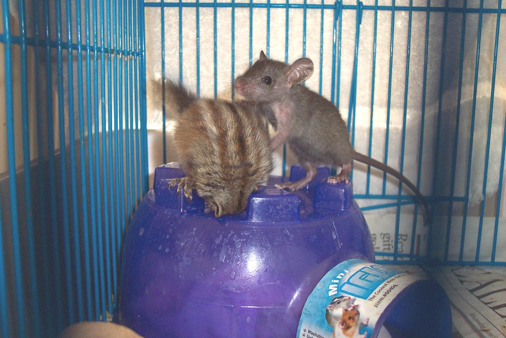 Chipmunk and rat are friends, Mary Cummins a photo on Flickriver