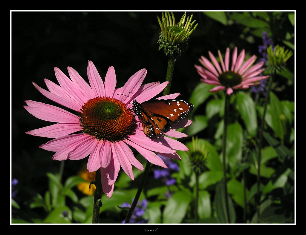 Lunch Taken at the Butterfly Garden at the MN Zoo, Summer … Flickr