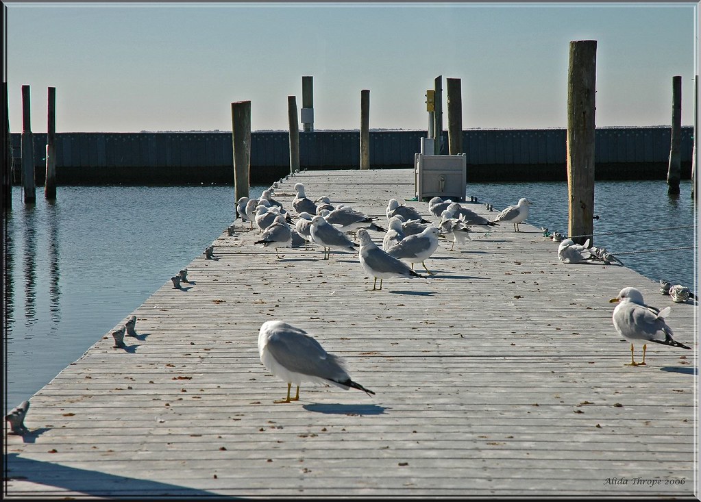 gulls take over the dock Sayville Town Dock, Long Island, … Flickr