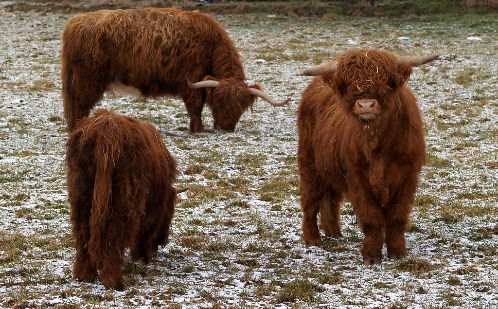 Highland Cattle in Germany A shot from my Germany trip I d… Flickr