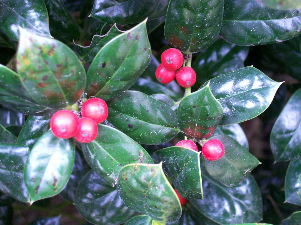 Savannah Holly 1 Holly leaves and berries in Savannah, GA… Bill