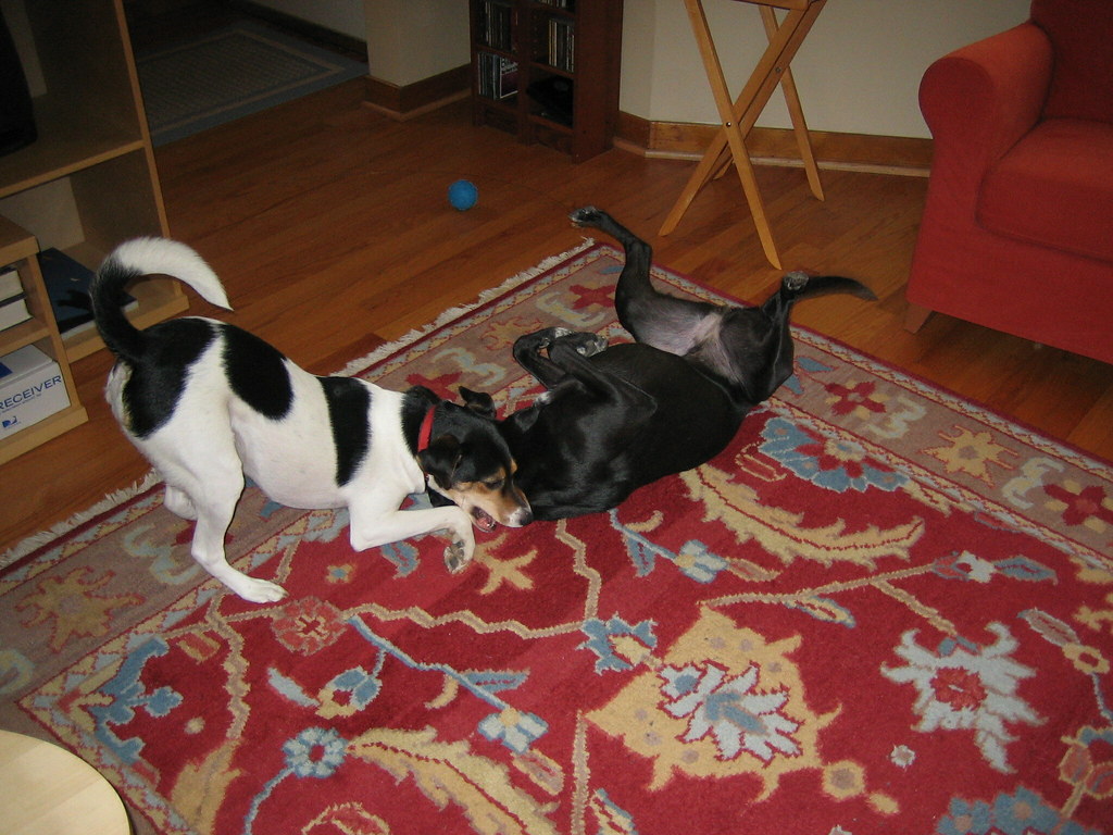 Dogs_roughhousing_March_2006_2 Sadie and Hannah playing. Flickr