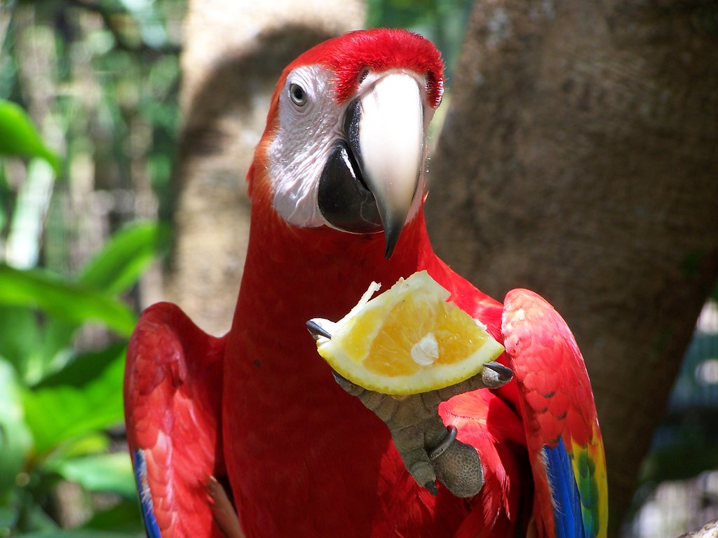 Scarlet Macaw eating orange Scarlet macaw from the Roatan … Flickr