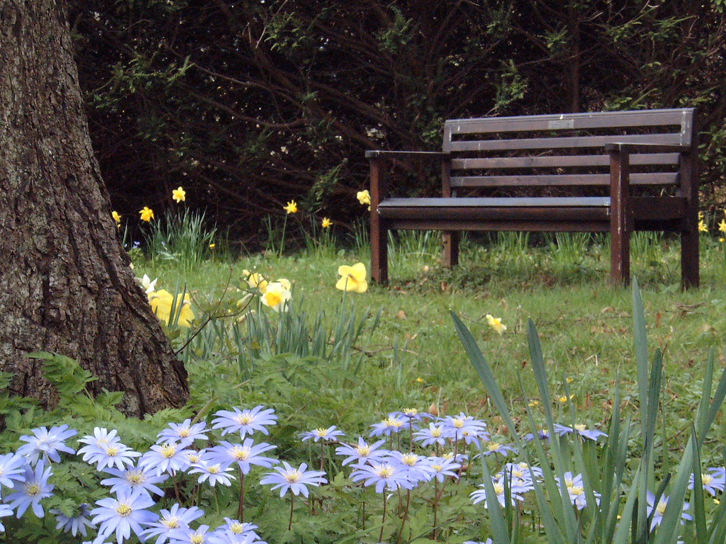 Tranquil place Tranquil spot among daffodils and wood anem… Flickr