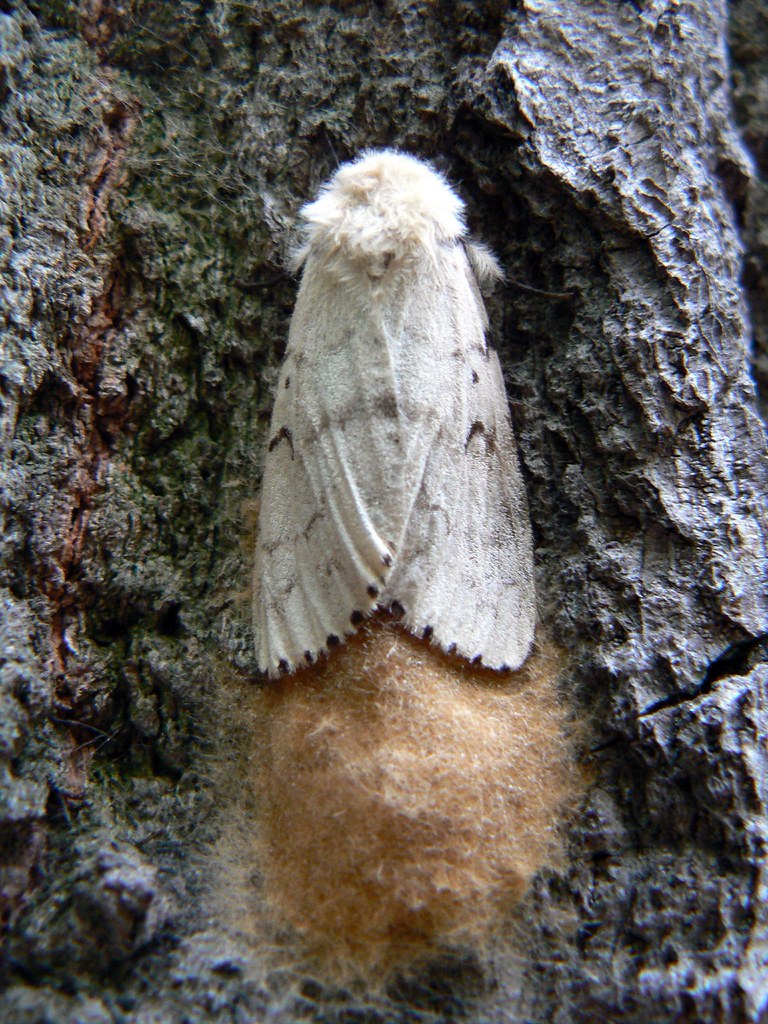 Gypsy moth and egg case There were gypsy moth egg cases an… Flickr