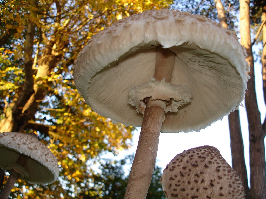 Big mushrooms a photo on Flickriver