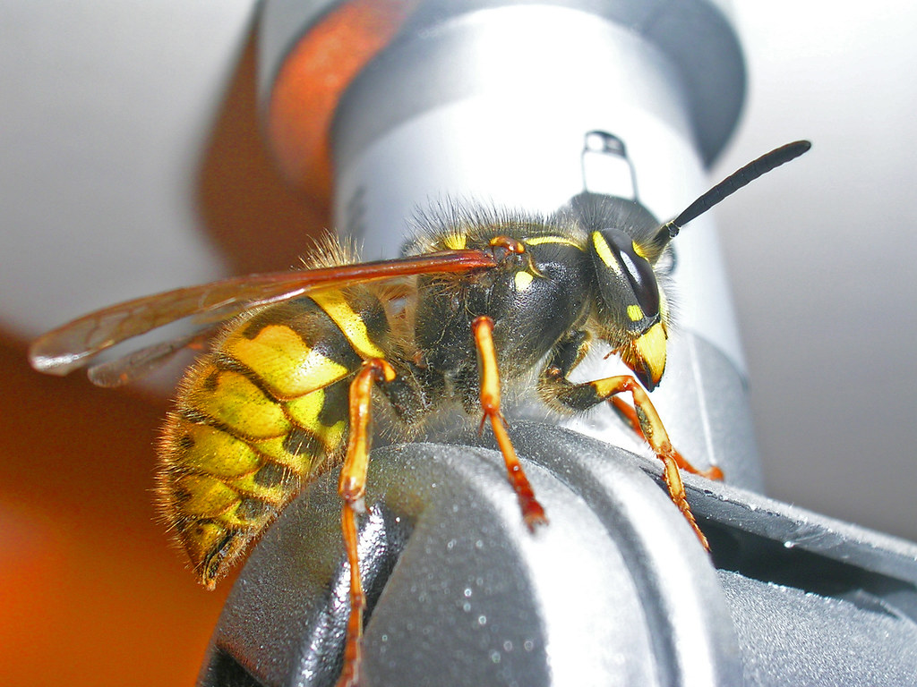 Wasp 2 This is my pet Wasp... ok he visited me once and I … Flickr