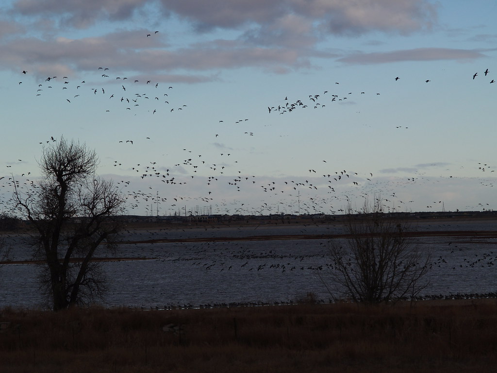 Geese Goose season opening day, 2005 pb193115 lostinfog Flickr